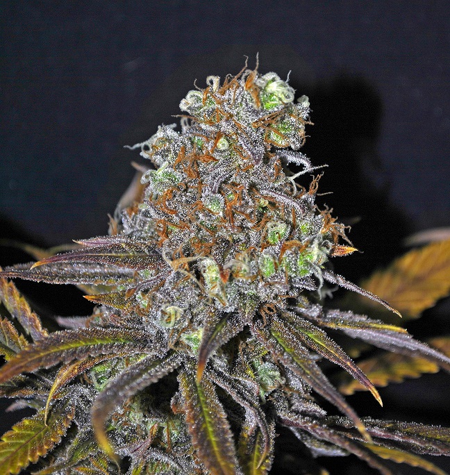Harmony by Desert Island Seeds - High CBD Strain Weed Recommend