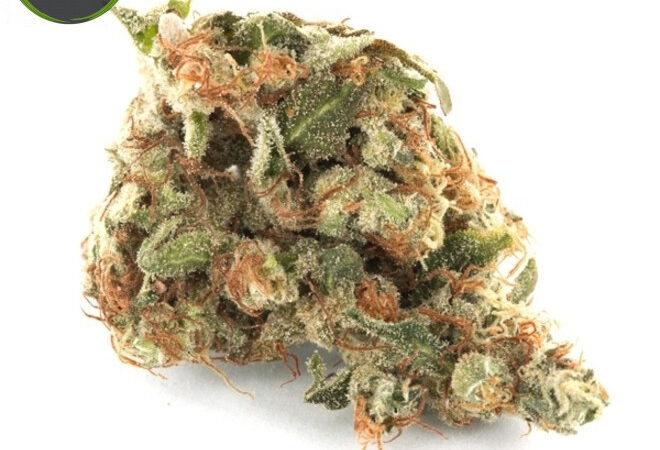 Girl Scout Cookies Strain: Everything You Should Know