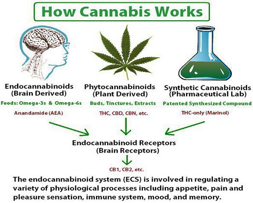 Cannabinoids cannabis